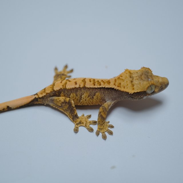 노멀 트라이 할리퀸