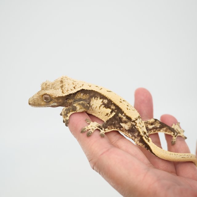 노멀 핀스트라이프