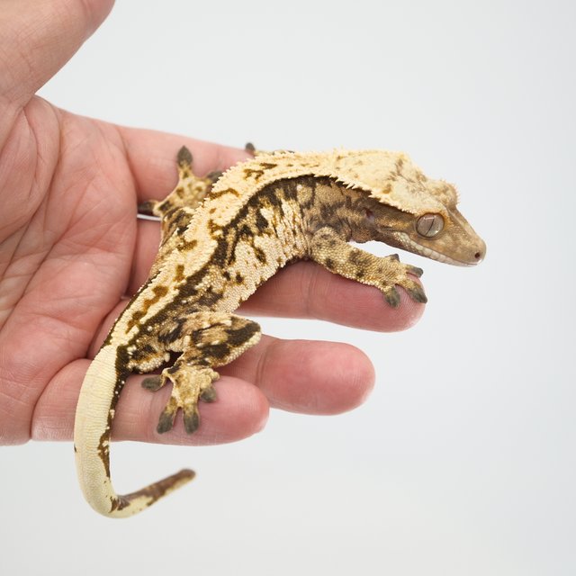 노멀 트라이 핀스트라이프 화이트스팟