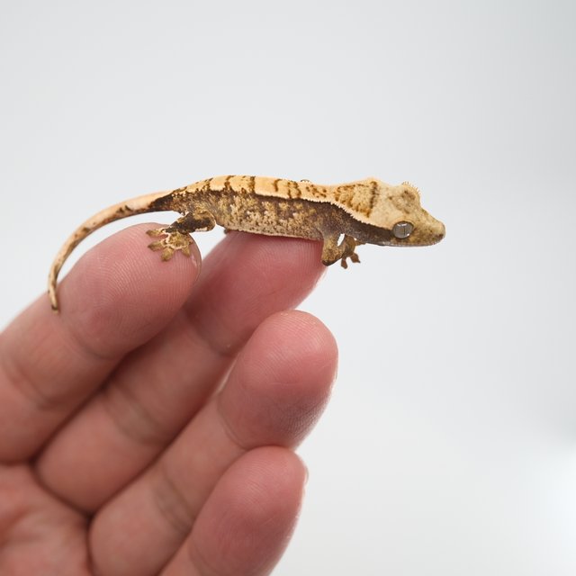 노멀 트라이 화이트스팟