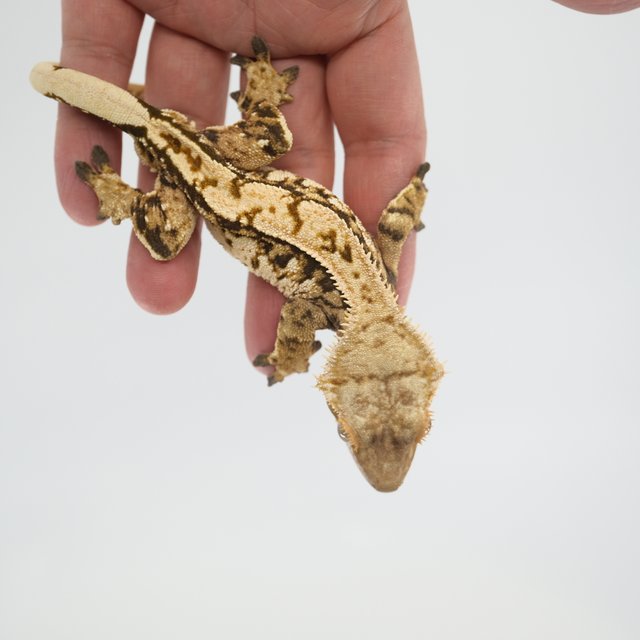 노멀 트라이 핀스트라이프 화이트스팟