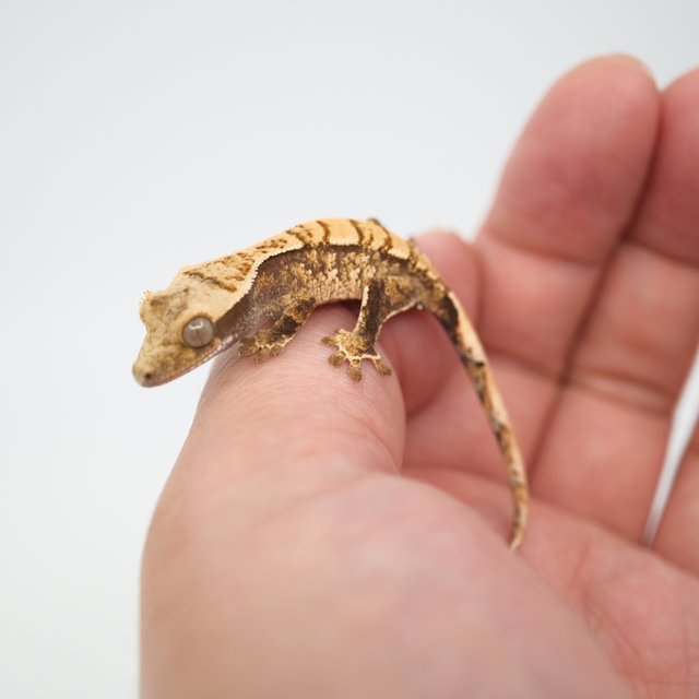 노멀 트라이 화이트스팟