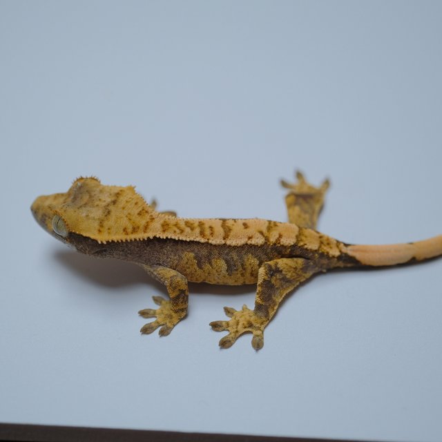 노멀 트라이 할리퀸