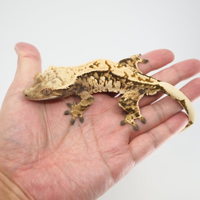 노멀 트라이 핀스트라이프 화이트스팟