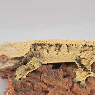 트라이 익스트림할리퀸 화이트