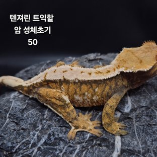 노멀 트라이