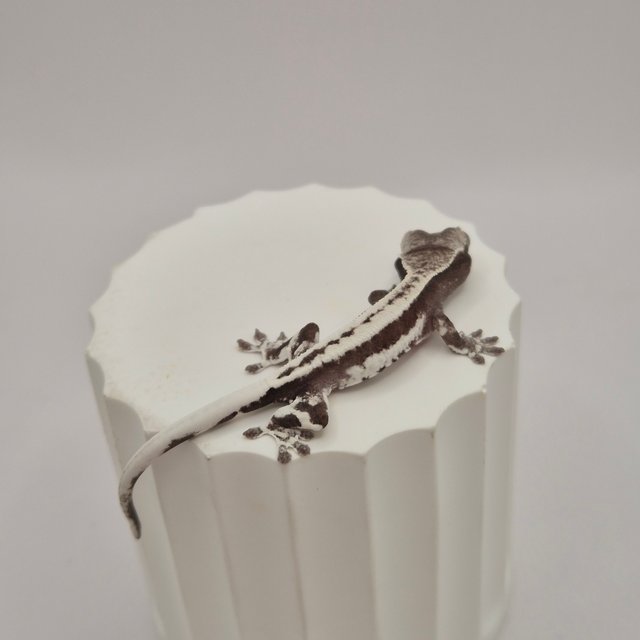 릴리 세이블 아잔틱