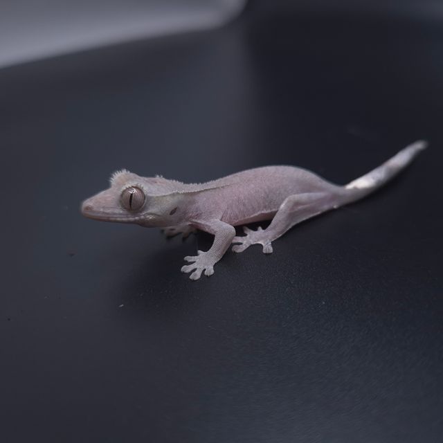 아잔틱