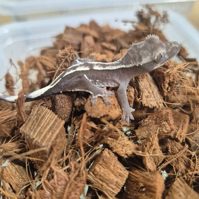 아잔틱