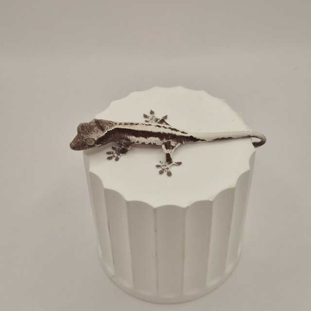 릴리 세이블 아잔틱