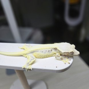 릴리화이트 솔리드백