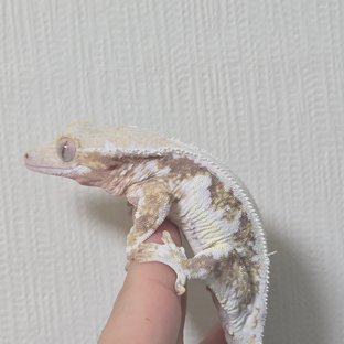 릴리화이트 솔리드백