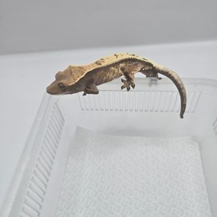 세이블