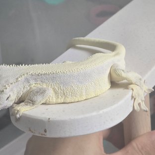 릴리화이트 솔리드백