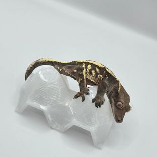세이블