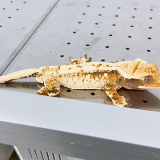 노멀 화이트스팟 화이트핀