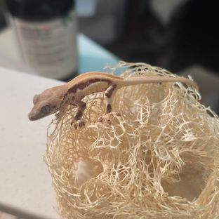 릴리 세이블 세이블 릴리화이트 솔리드백