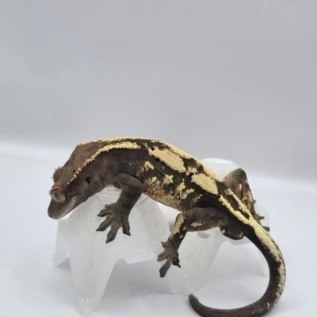 세이블