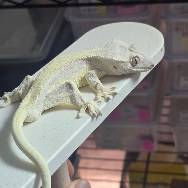 릴리화이트 솔리드백