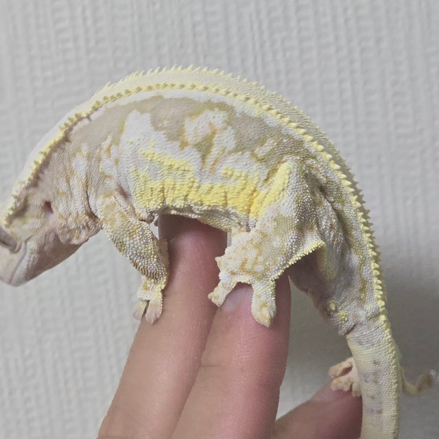 릴리화이트 솔리드백