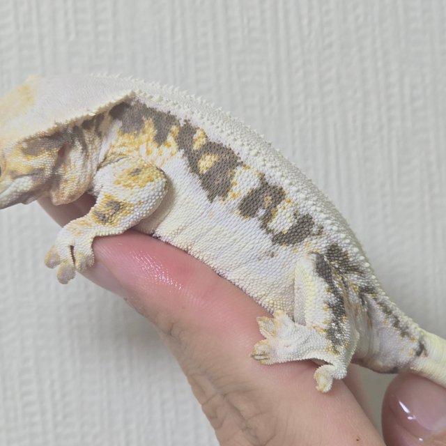 릴리화이트 솔리드백