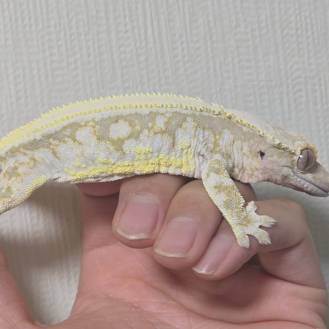 릴리화이트 솔리드백