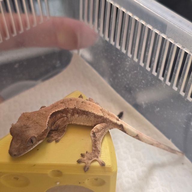 세이블