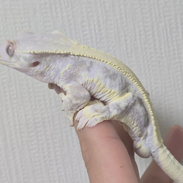 릴리화이트 솔리드백