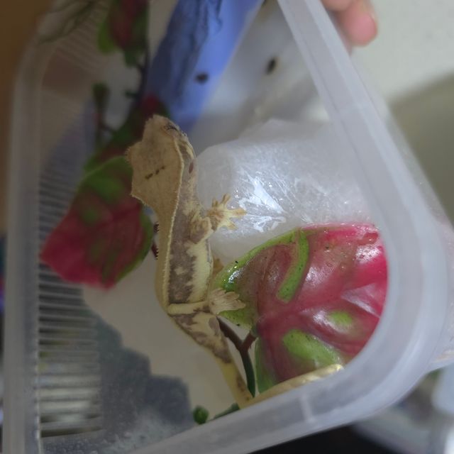 릴리화이트