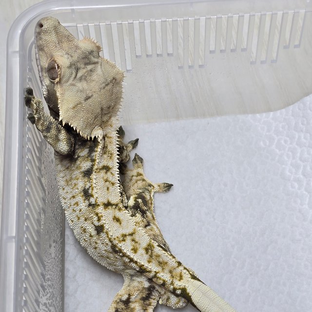 노멀 화이트스팟