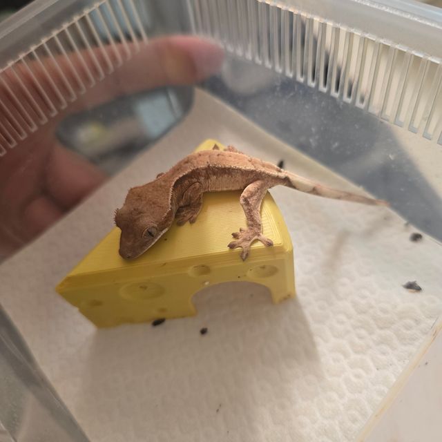 세이블