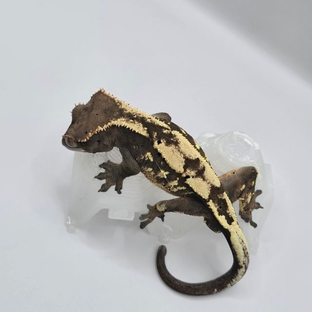 세이블