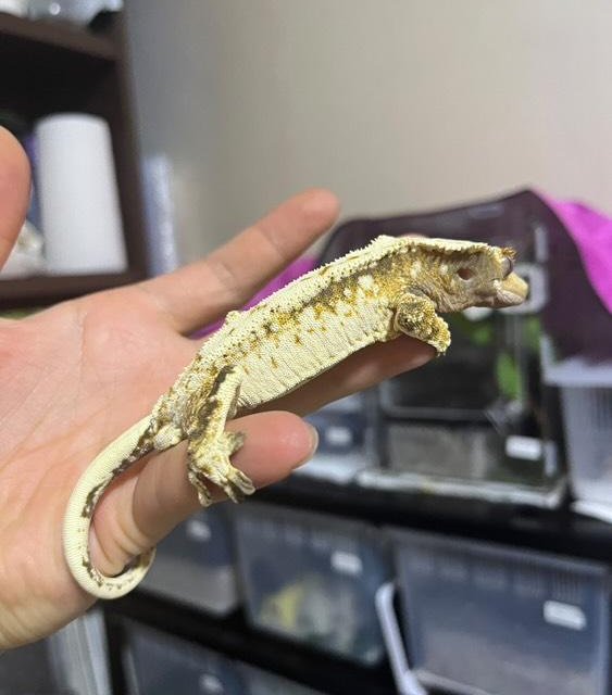 노멀 화이트스팟 화이트핀