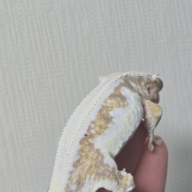 릴리화이트 솔리드백