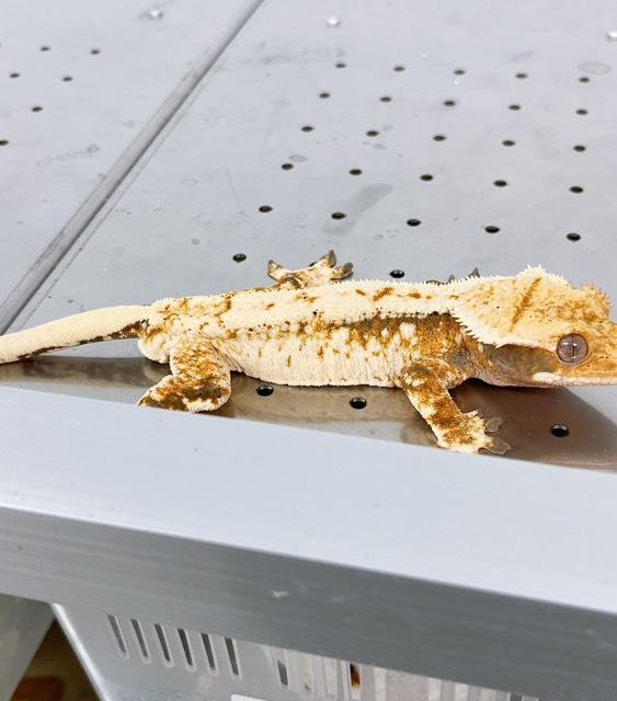 노멀 화이트스팟 화이트핀