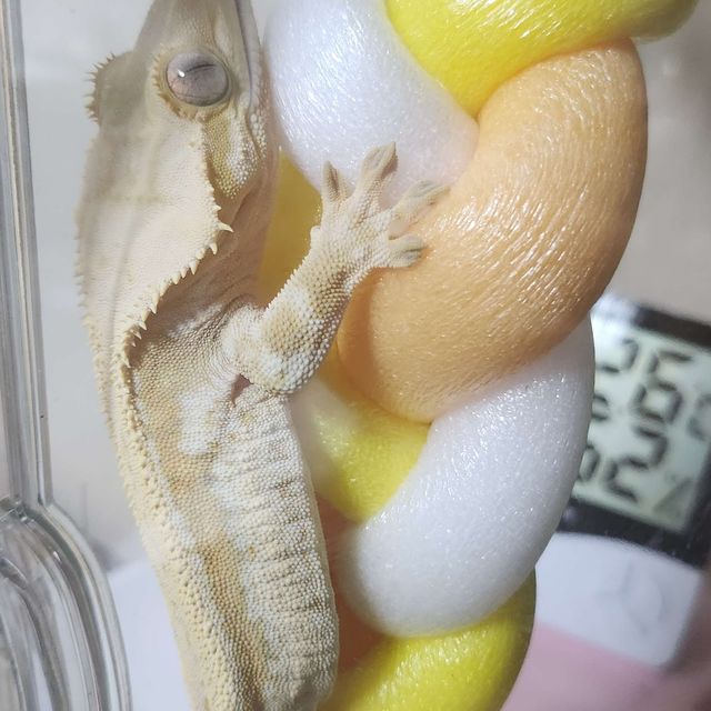 릴리화이트 크림 옐로우