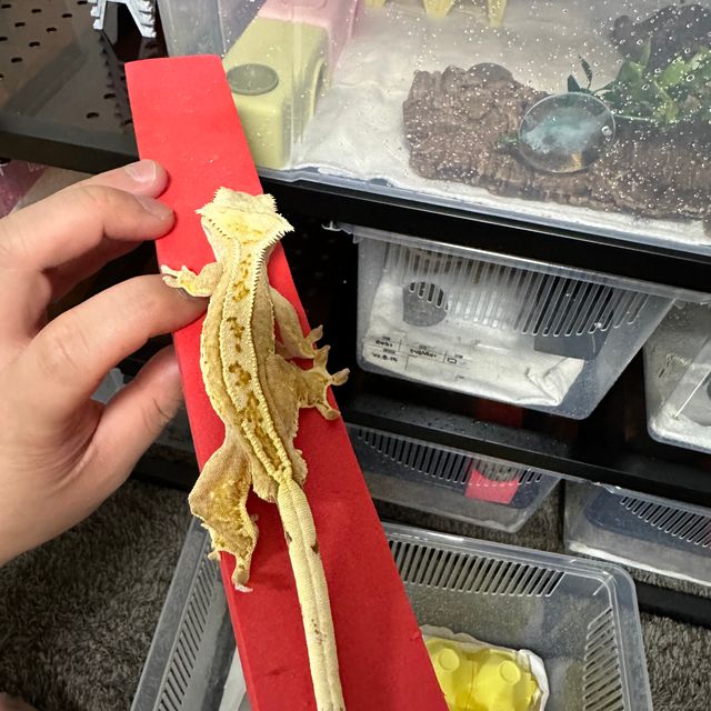 크림시클