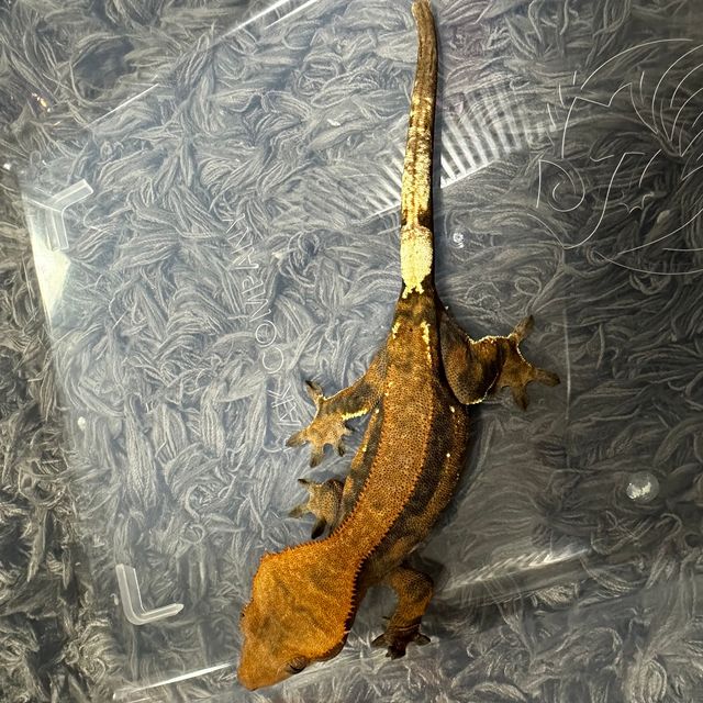 카푸치노