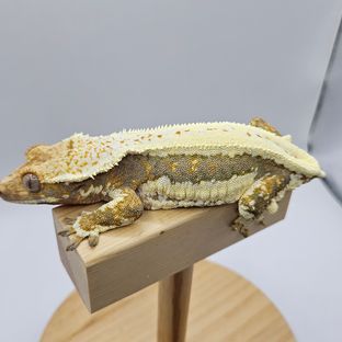 릴리화이트