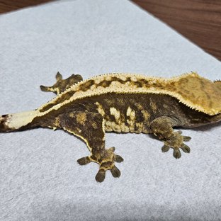 노멀 슈퍼스트라이프 풀핀 엠티백