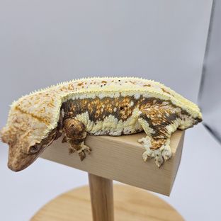 릴리화이트