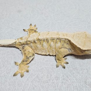 트라이 화이트포트홀 노멀