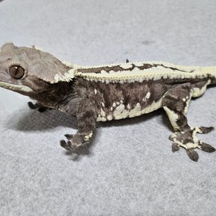 카푸치노 슈퍼스트라이프 풀핀