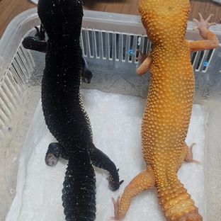 블랙나이트