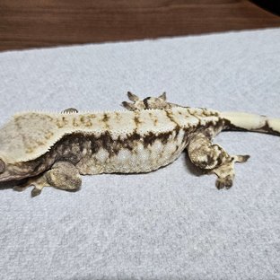 노멀 트라이 드리피 화이트스팟