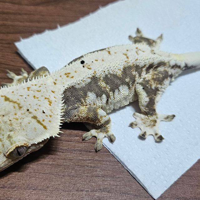 릴리화이트 트라이
