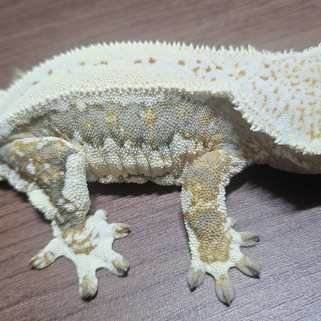 릴리화이트 트라이