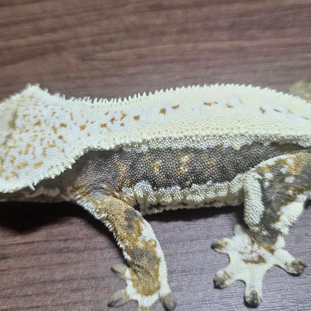 릴리화이트 트라이