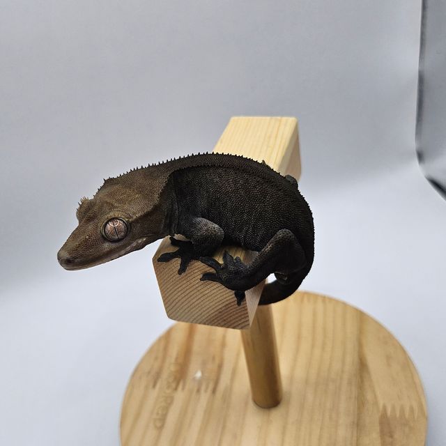 패턴리스 아잔틱