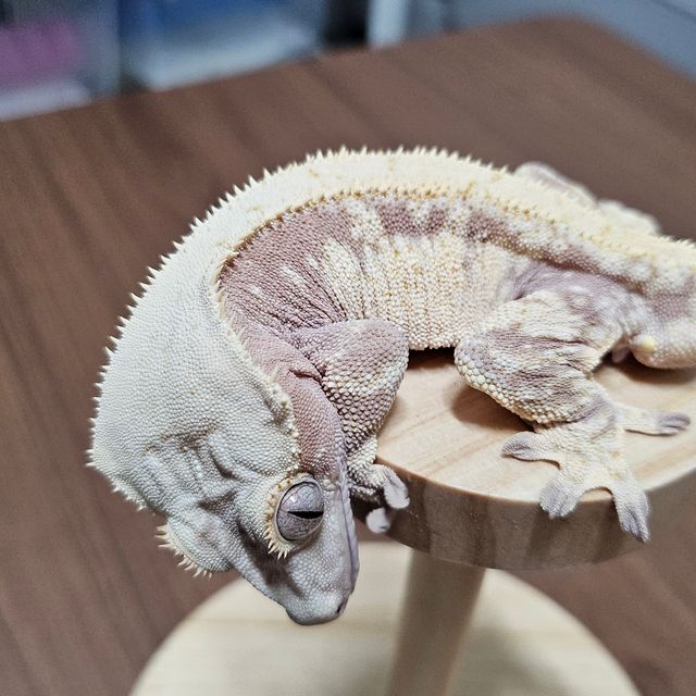 노멀 익스트림할리퀸 레드 드리피 화이트스팟